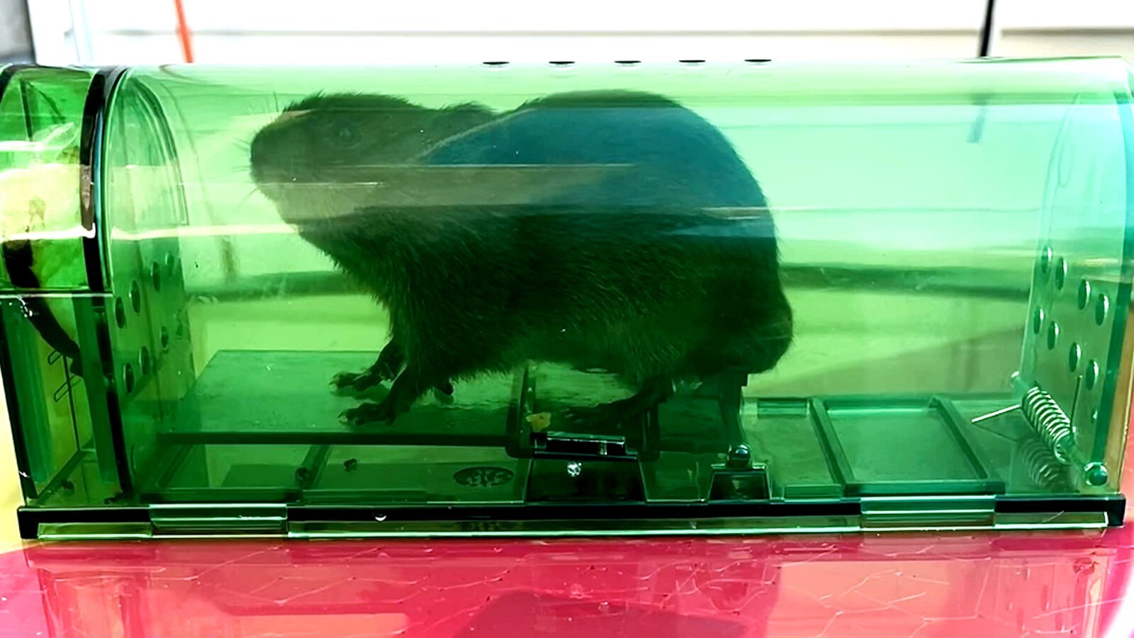 1, 2,4, 6-Humane Mouse Traps Live Catch & Release No Kill Rat Mice Trap Reusable