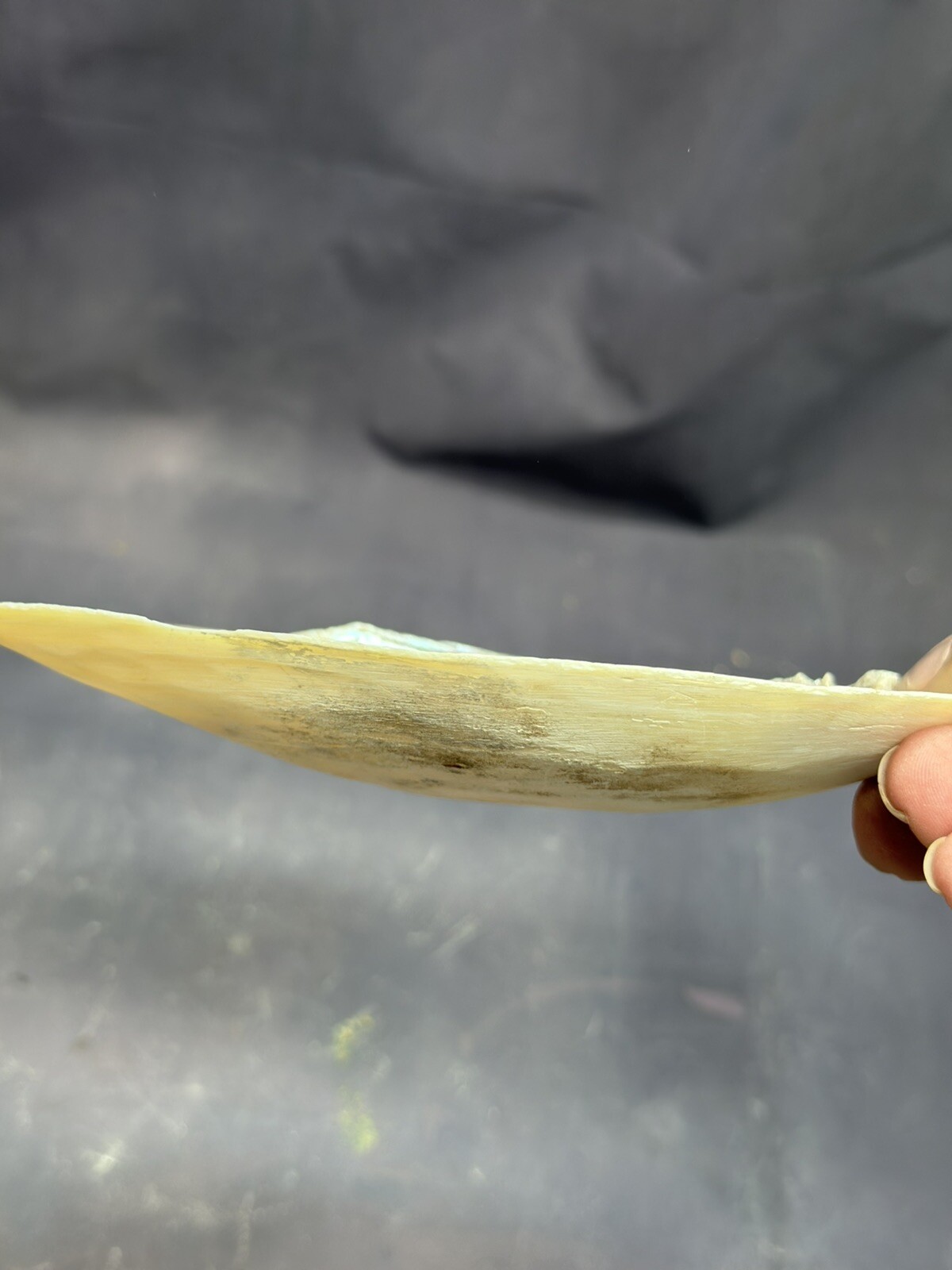 Natural Shells Half Clam Beautiful Set For Decor Seashells Nautical Beach