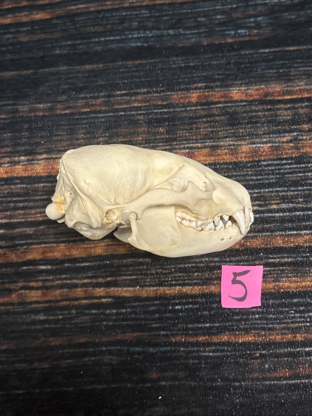 Real XL Badger Skull Unique Gift Halloween Craft Animal Mount Art Model Head Odd