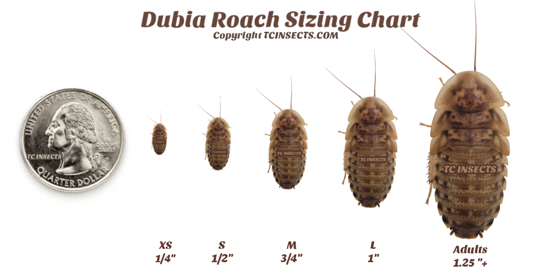 Dubia Roaches | Small, Medium, Large | Live Arrival & FREE SHIPPING NATIONWIDE!