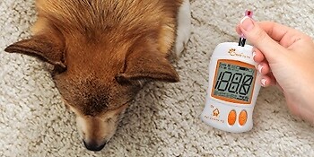 Test strips lancets for blood glucose meter monitor dog cat glucometer diabetes