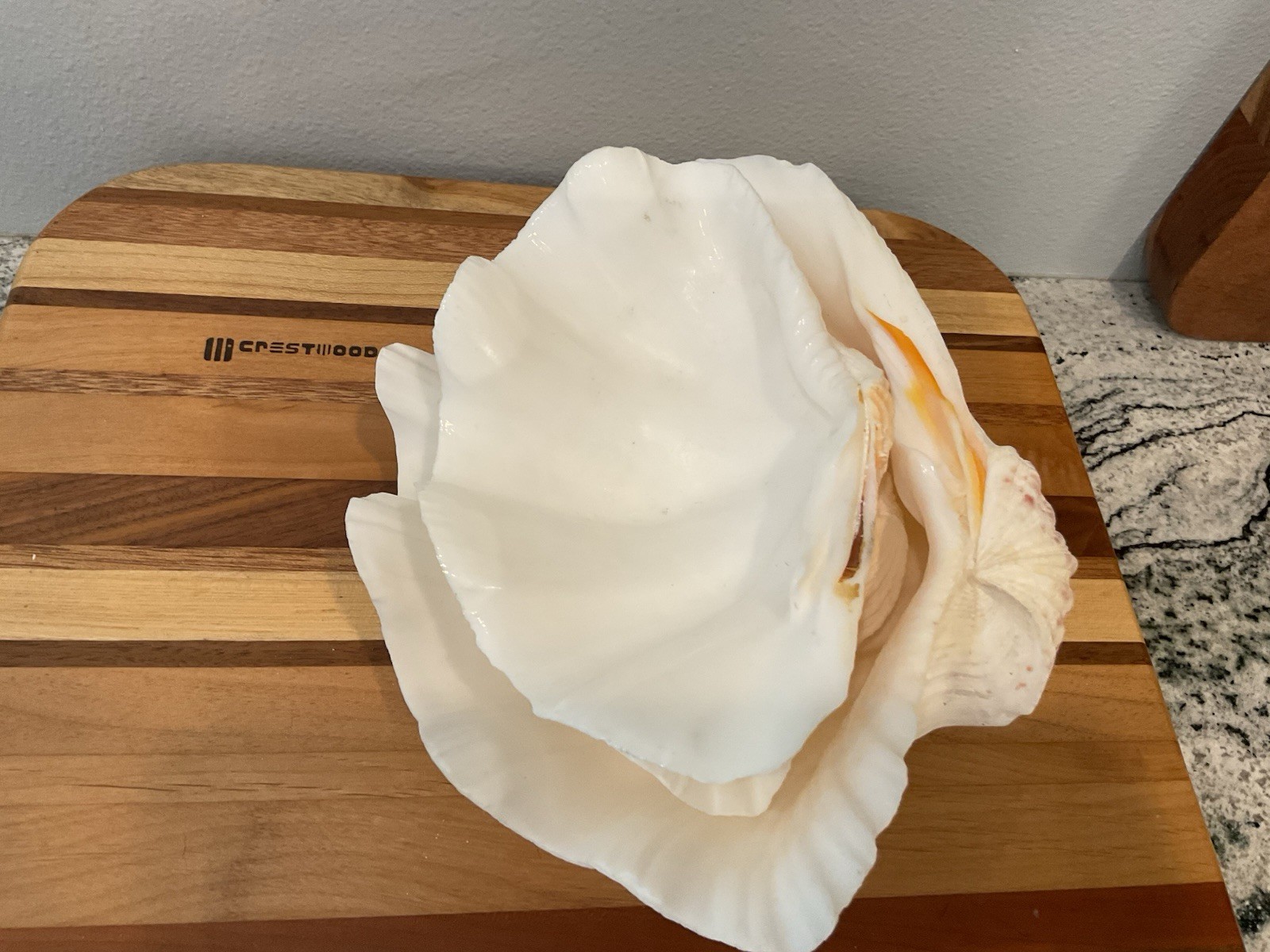 Large Natural Clam Shell Lot Of 3