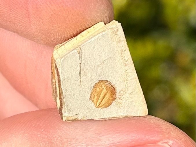 Georgia Fossil Trilobite Aphelaspis brachyphasis Conasauga Formation Cambrian