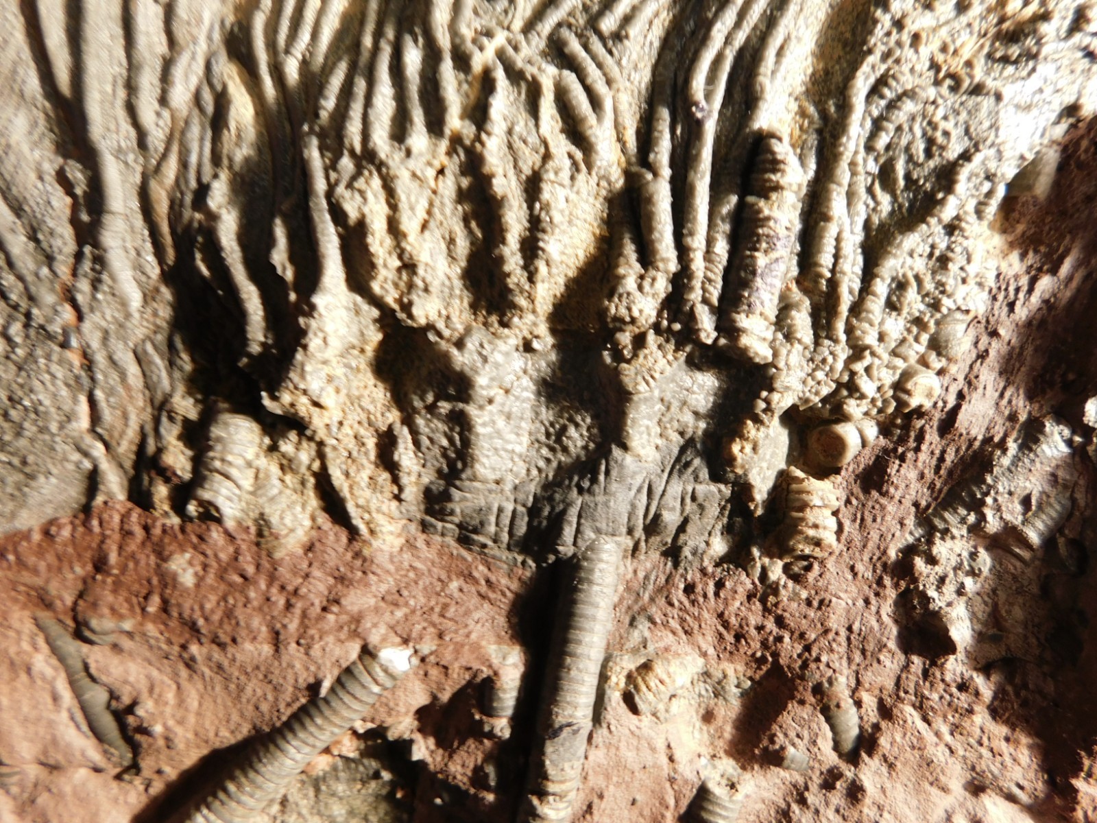 BIG! 430 Million Year Old! CRINOID Fossil or Sea LILY Fossil Morocco 1570gr