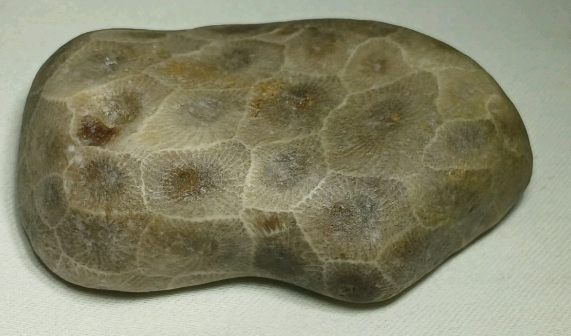 High Pattern Petoskey Stone Lot Natural Great Lakes Michigan Unpolished Fossils