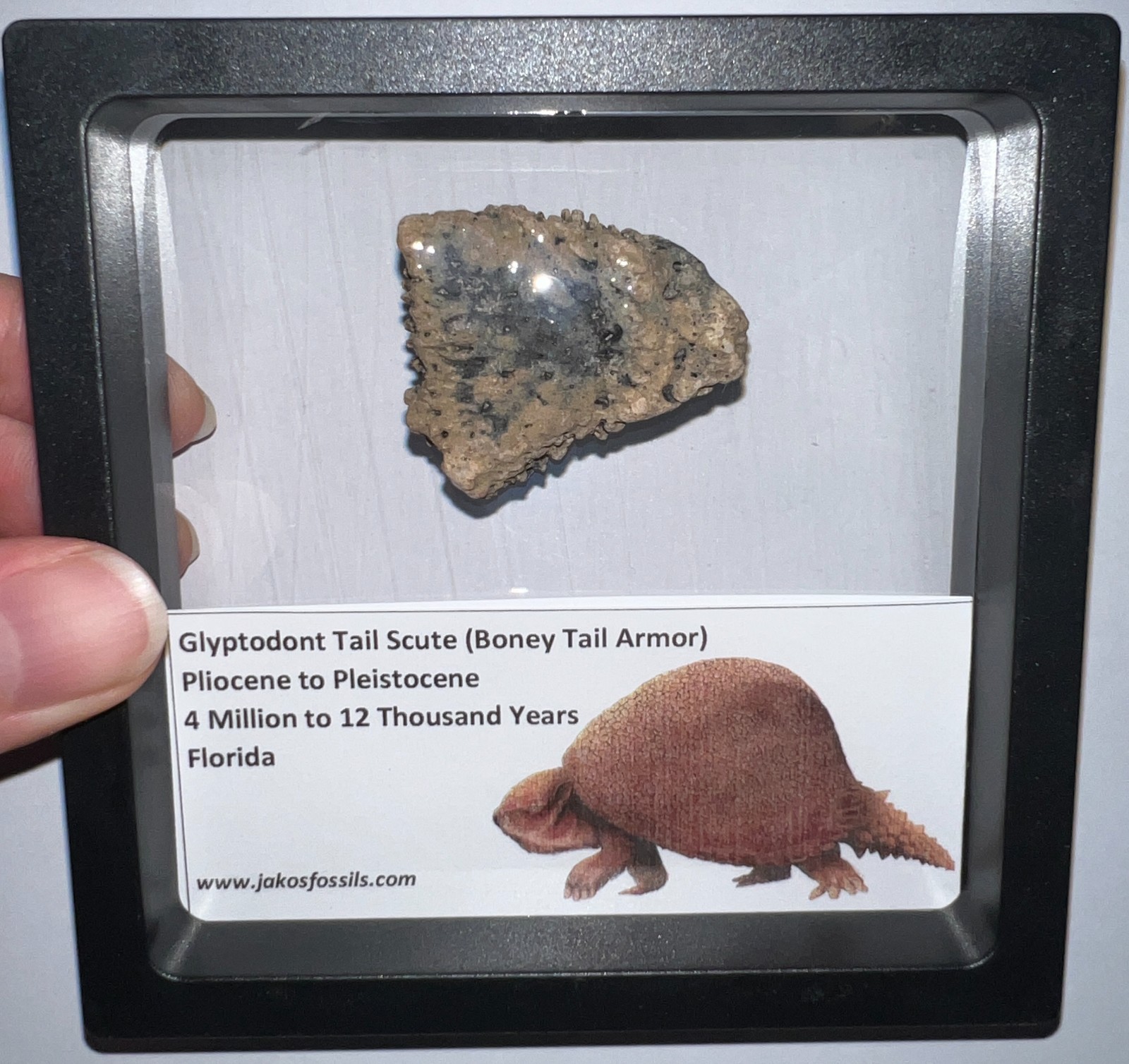 Framed RARE Ice Age Fossil GLYPTODONT Tail Scute Bone Armor Lot! ONE PER ORDER!