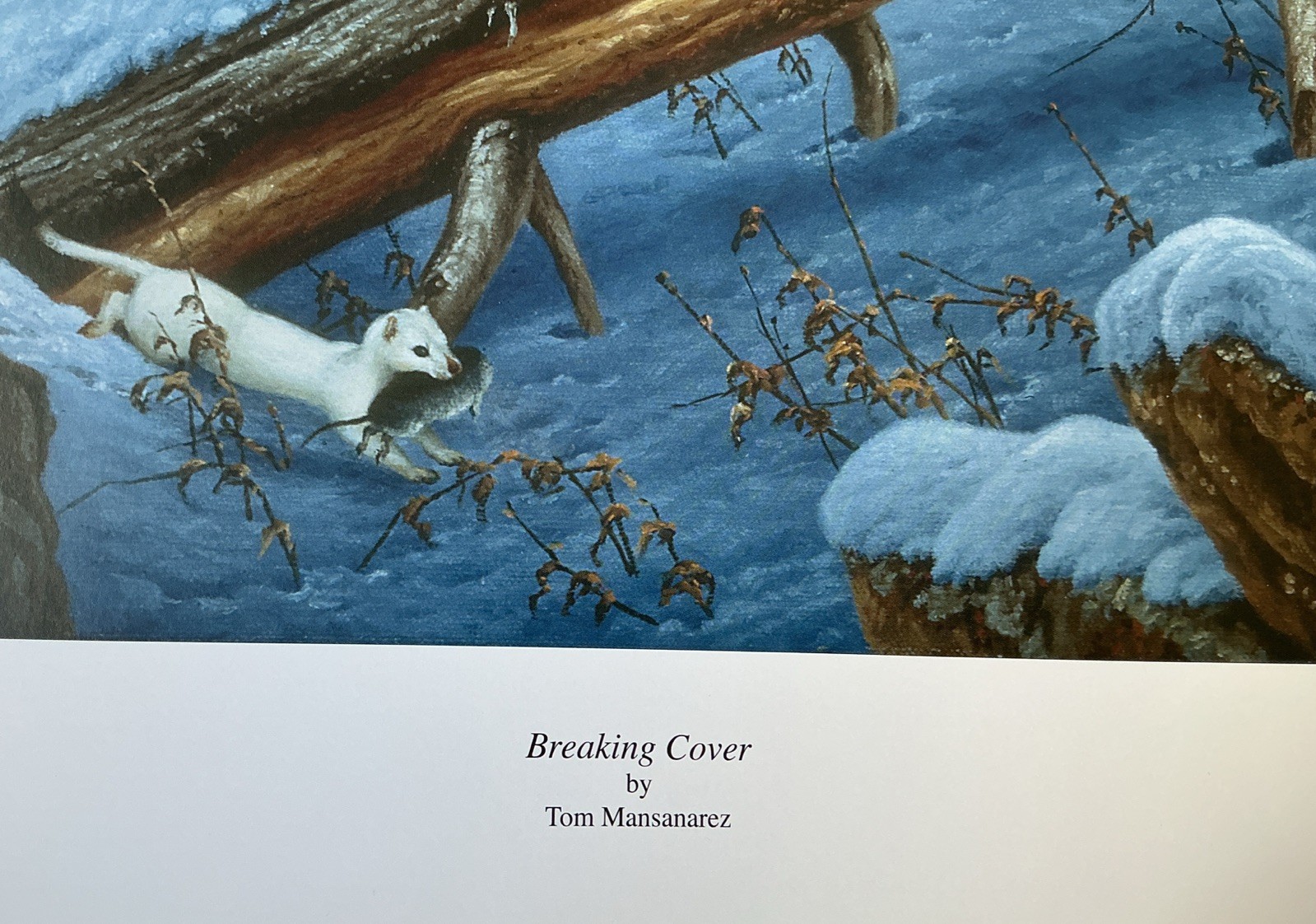BREAKING COVER - Print By Wildlife Artist Tom Mansanarez - Signed & Numbered