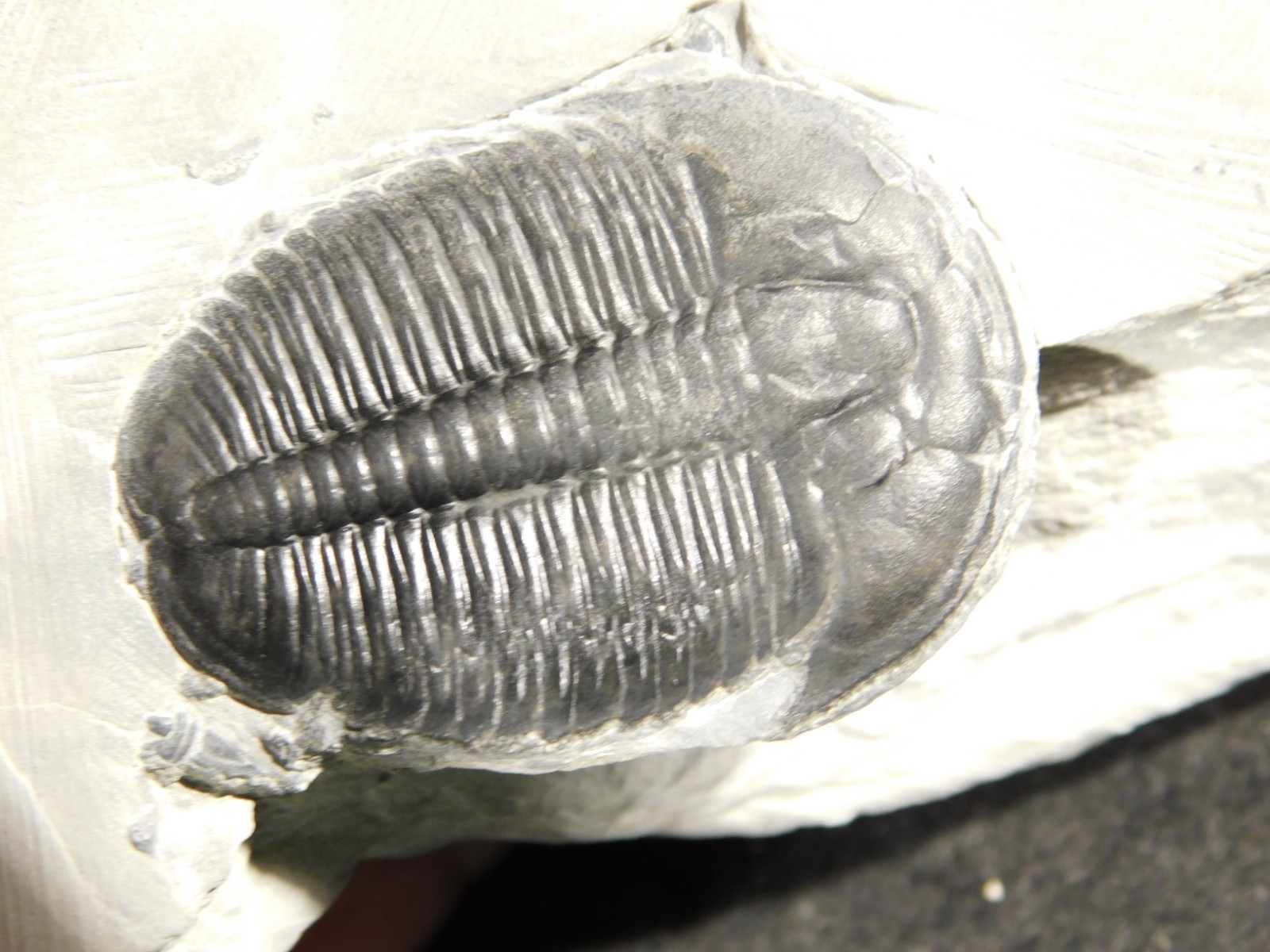 LARGER! NICE and 100% Natural TRILOBITE Fossil From Cambrian Utah 371gr *D