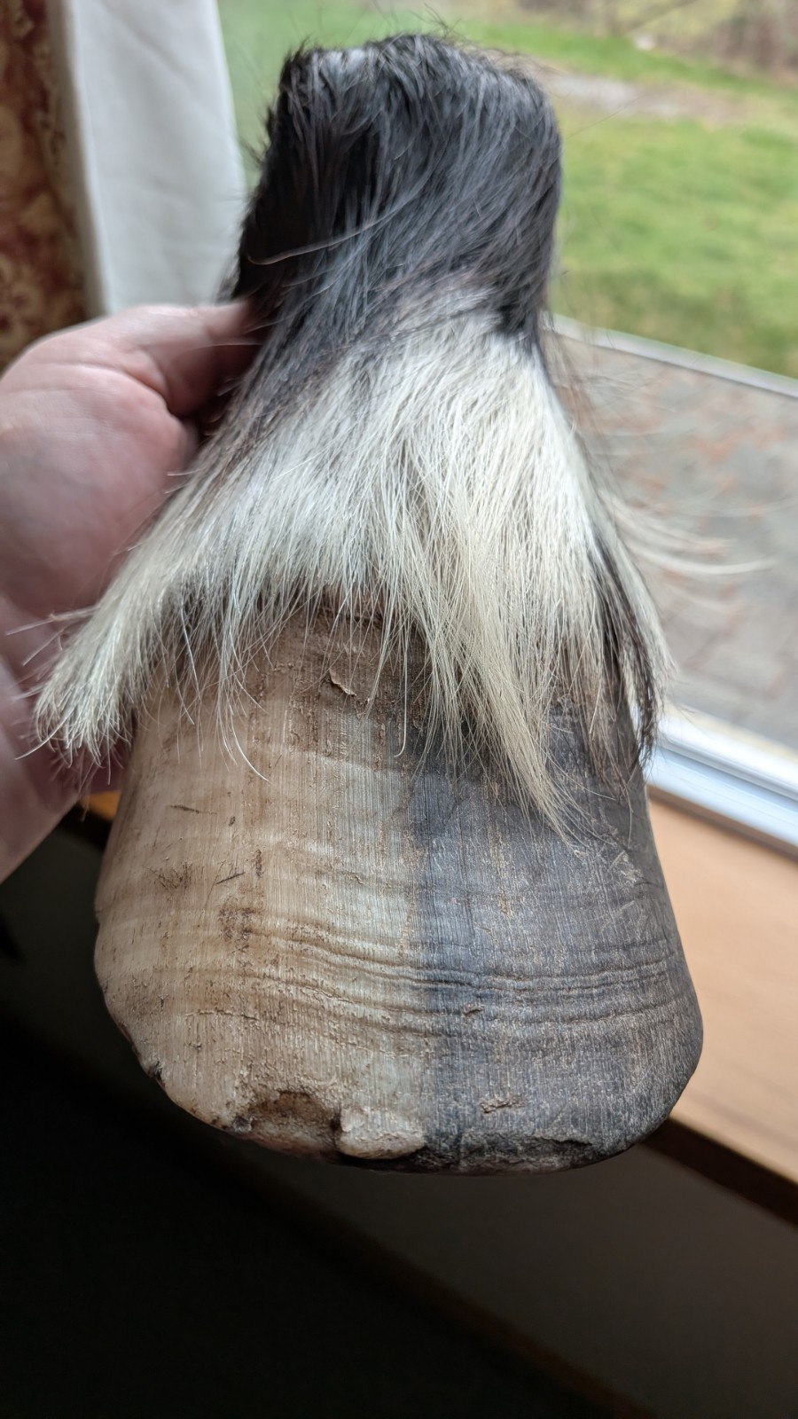 REAL PONY HOOF LEG Freezedried/ Fixed No Cut Bones. Ready To Bisect lamanitis