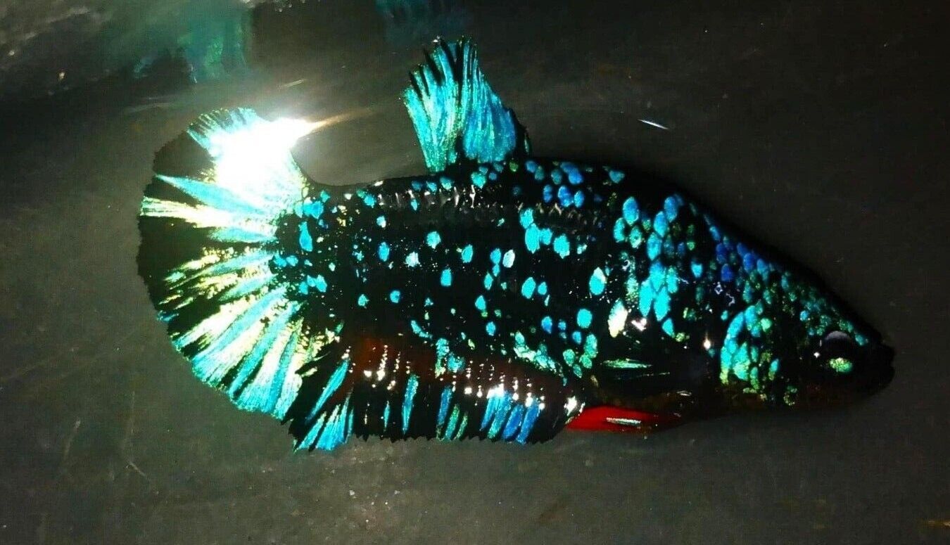 Live Betta Fish Female Sorority Lavender, White, Gold Dumbo, Red Hellboy & More