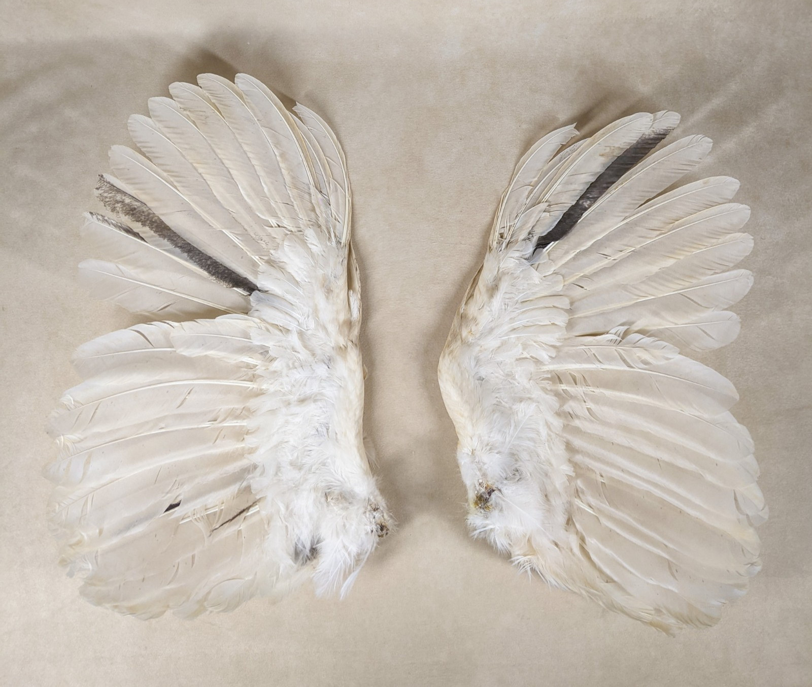 15" Chicken Rooster Wings Taxidermy Oddities curiosities Craft Bird Feather gift