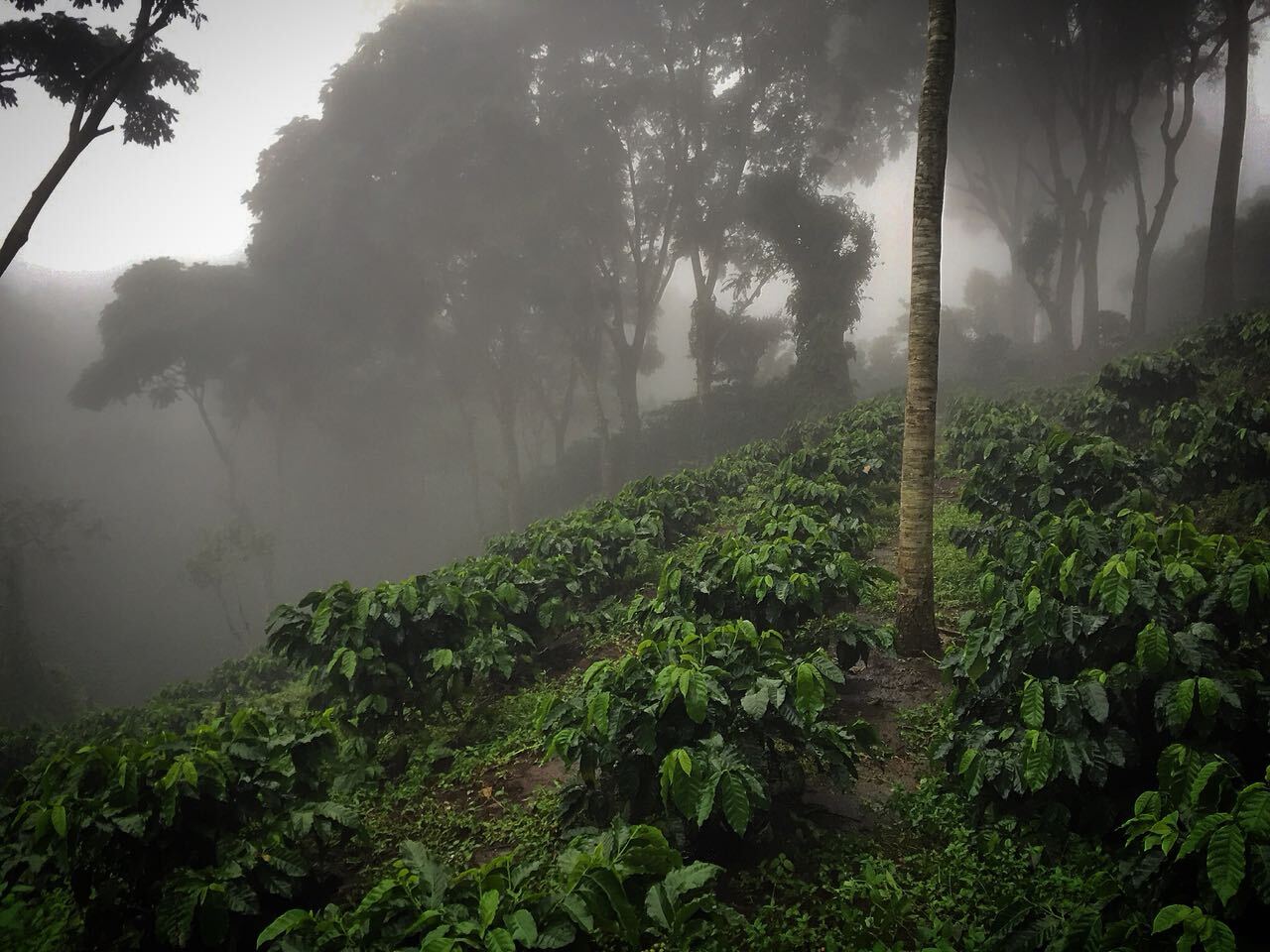 Jamaican Blue Mountain Coffee Beans Peaberry Dark Roasted 10 Pounds 1 Pound Bags