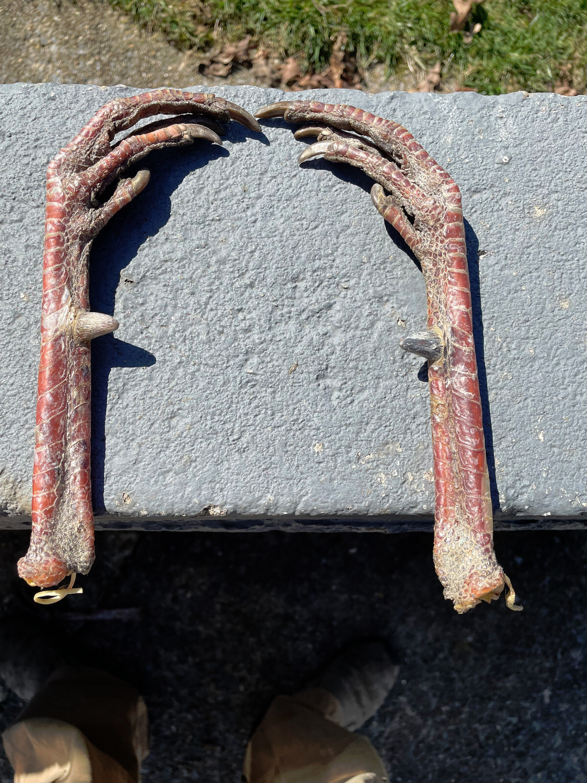Taxidermy, One Pair 2 EASTERN WILD TURKEY-FEET -Log Cabin,Native American Crafts