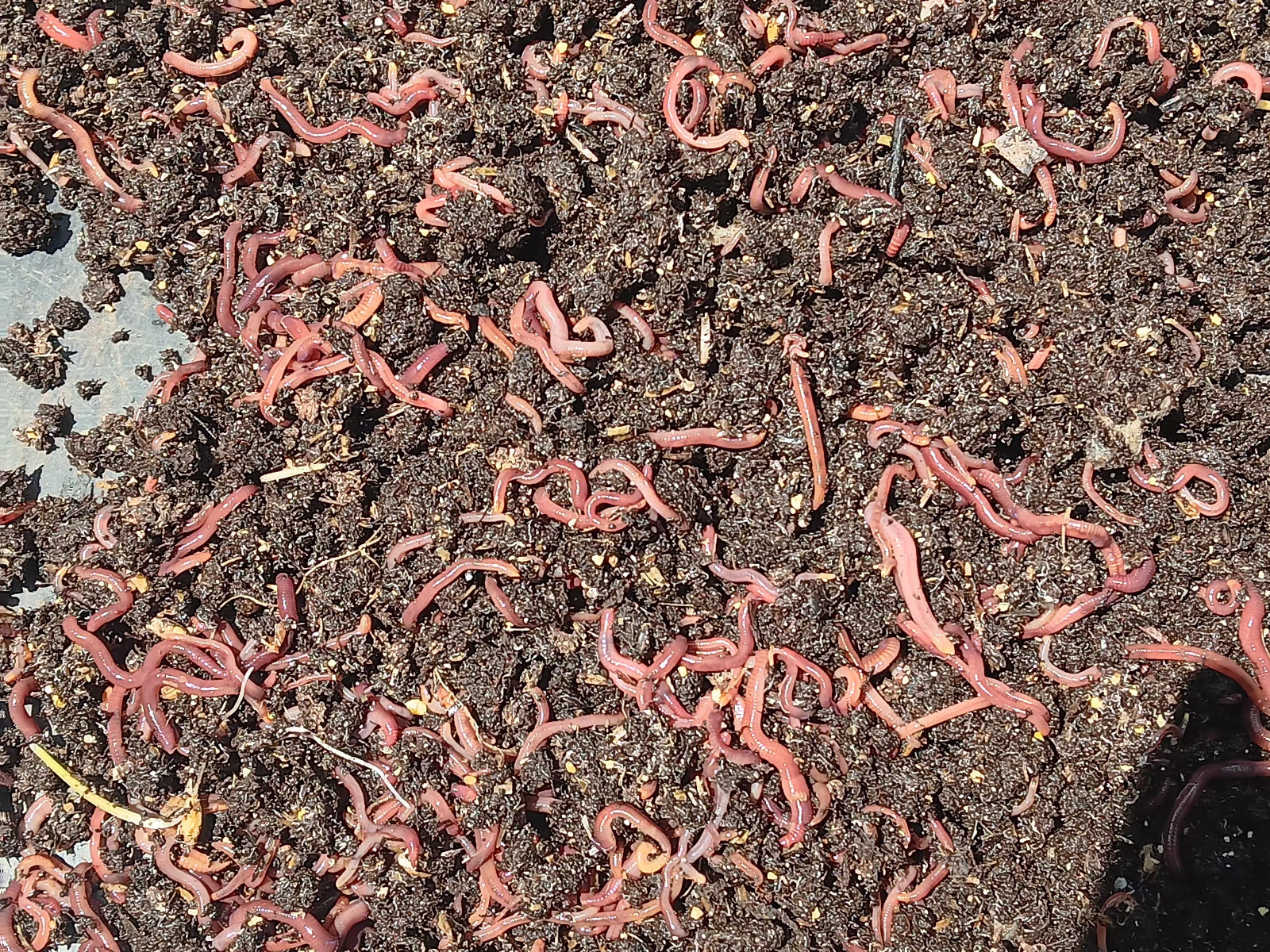 Red Wigglers Worm Blend