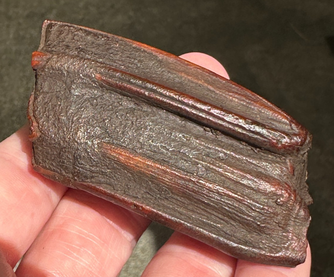 FOSSIL HORSE TOOTH EQUUS FLORIDA SUWANNEE RIVER ICE AGE fossilized specimen gift