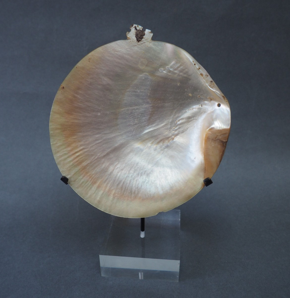 BEAUTIFUL OLD MOUNTED OCEANIC NEW BRITAIN PAPUA NEW GUINEA ARAWE CURRENCY SHELL