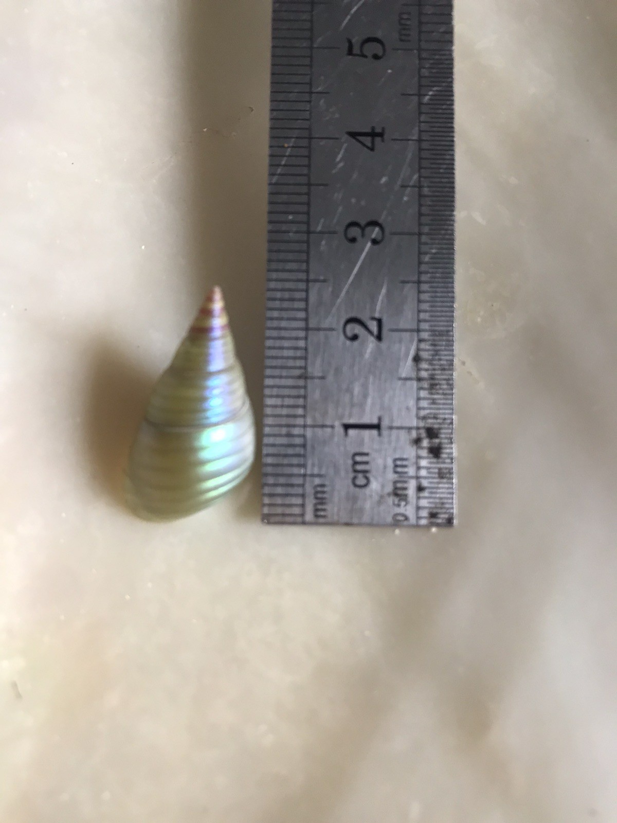 A BOX OF 20 KING MAIREENER SHELLS