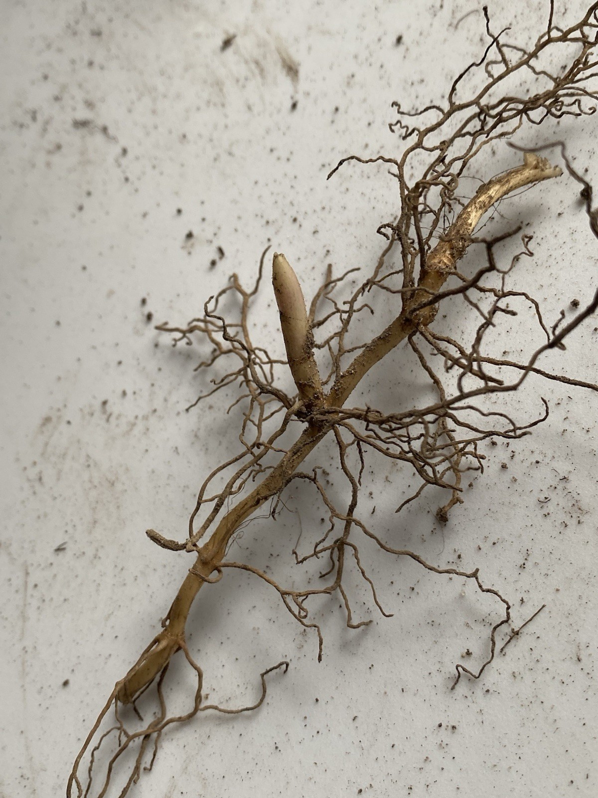 Lily of the Valley 12+ pips/roots, White, FRAGRANT, Hardy Perennial Ground Cover