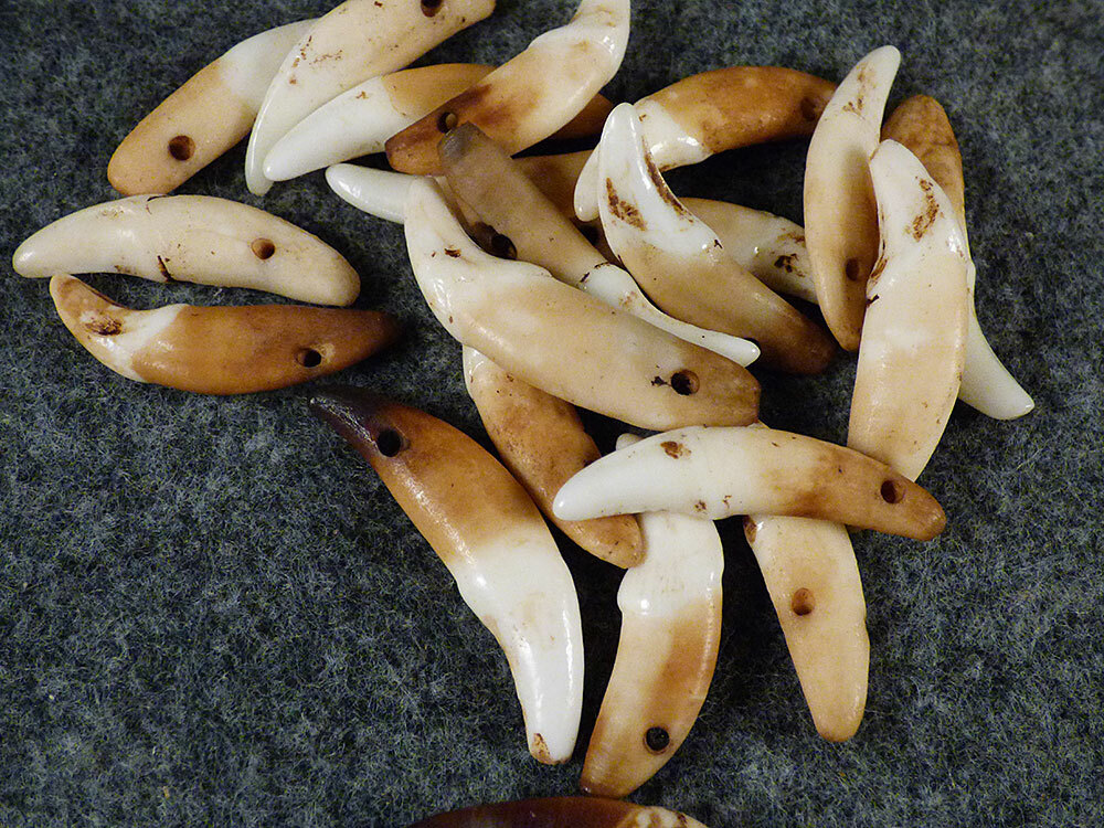 (10) OLD Original Coyote Canine Teeth Indian Ornamental Beads Fur Trade 1700's