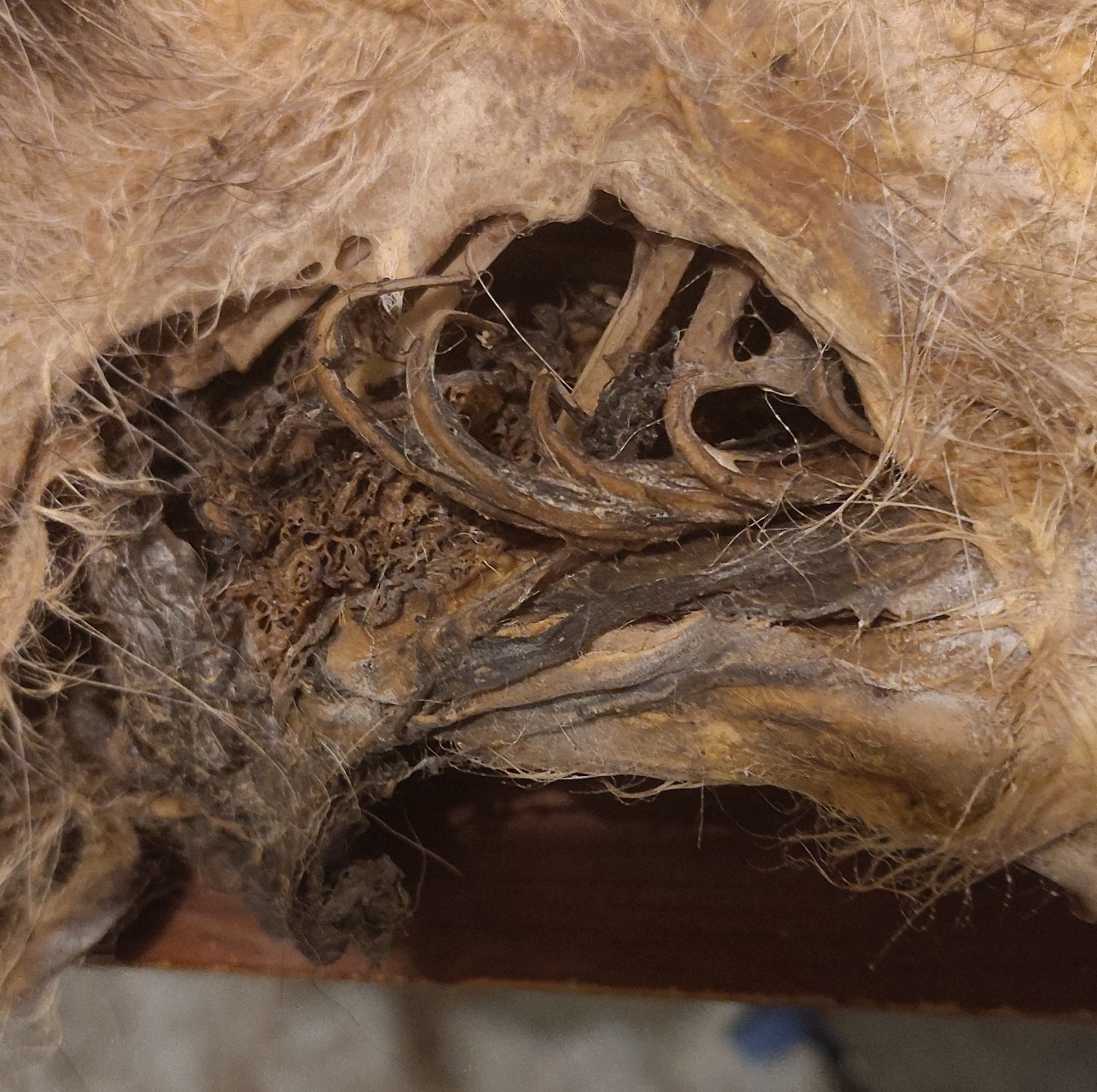 Naturally And Chemically Dried Mummified Possum.