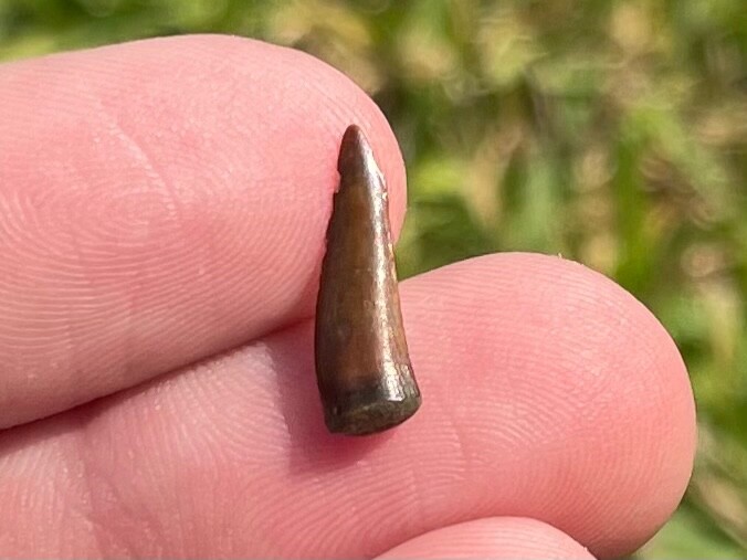 Enchodus Fossil Fish Tooth Fang Texas Cretaceous Age Ozan Formation