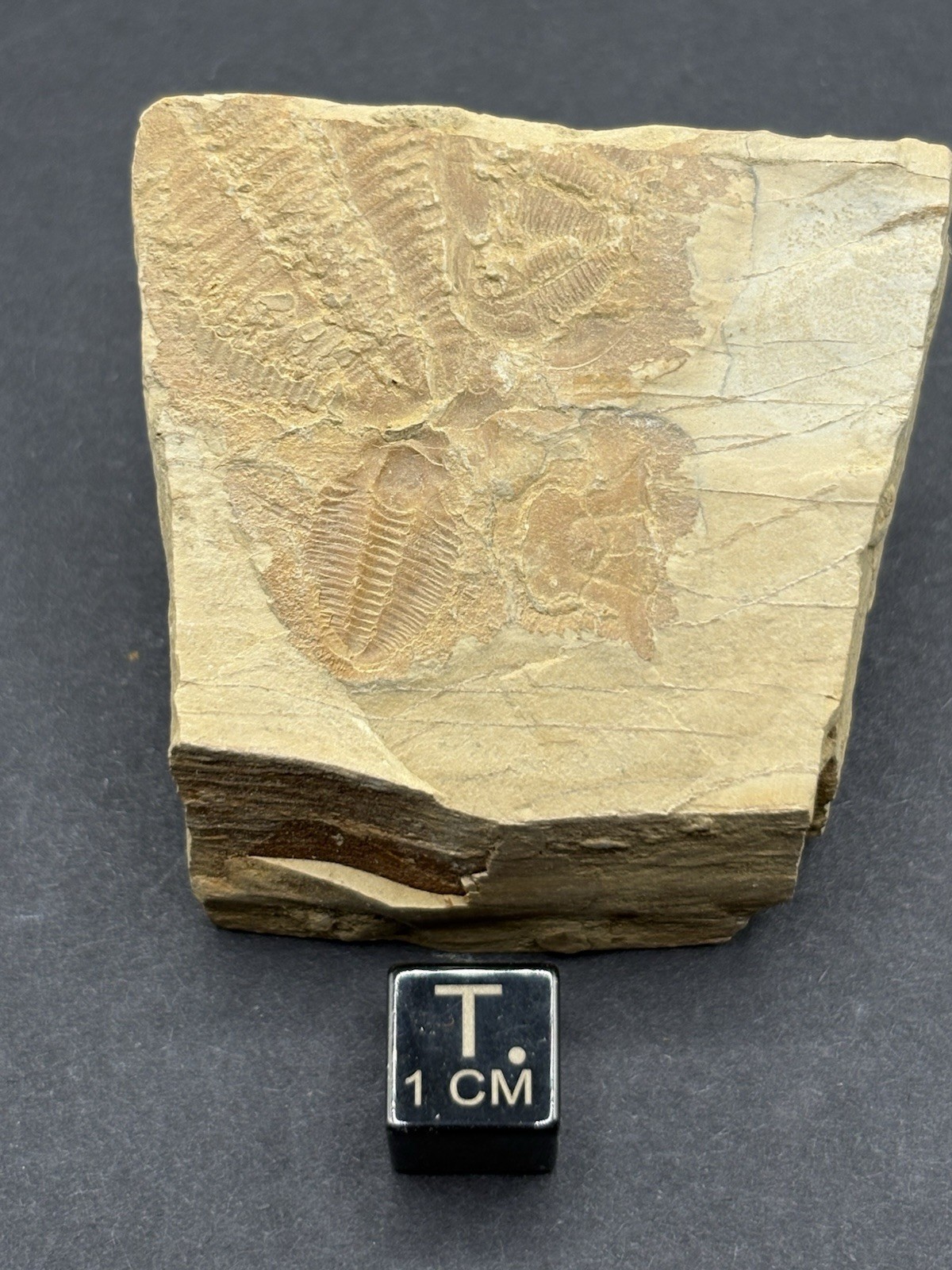 (5) Trilobites- Middle Cambrian-Aphelaspis brachyphasis- Murray County, Georgia