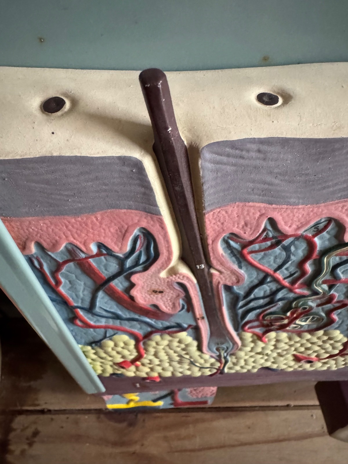 Vintage anatomical model of SKIN Hair follicle & sweat glands