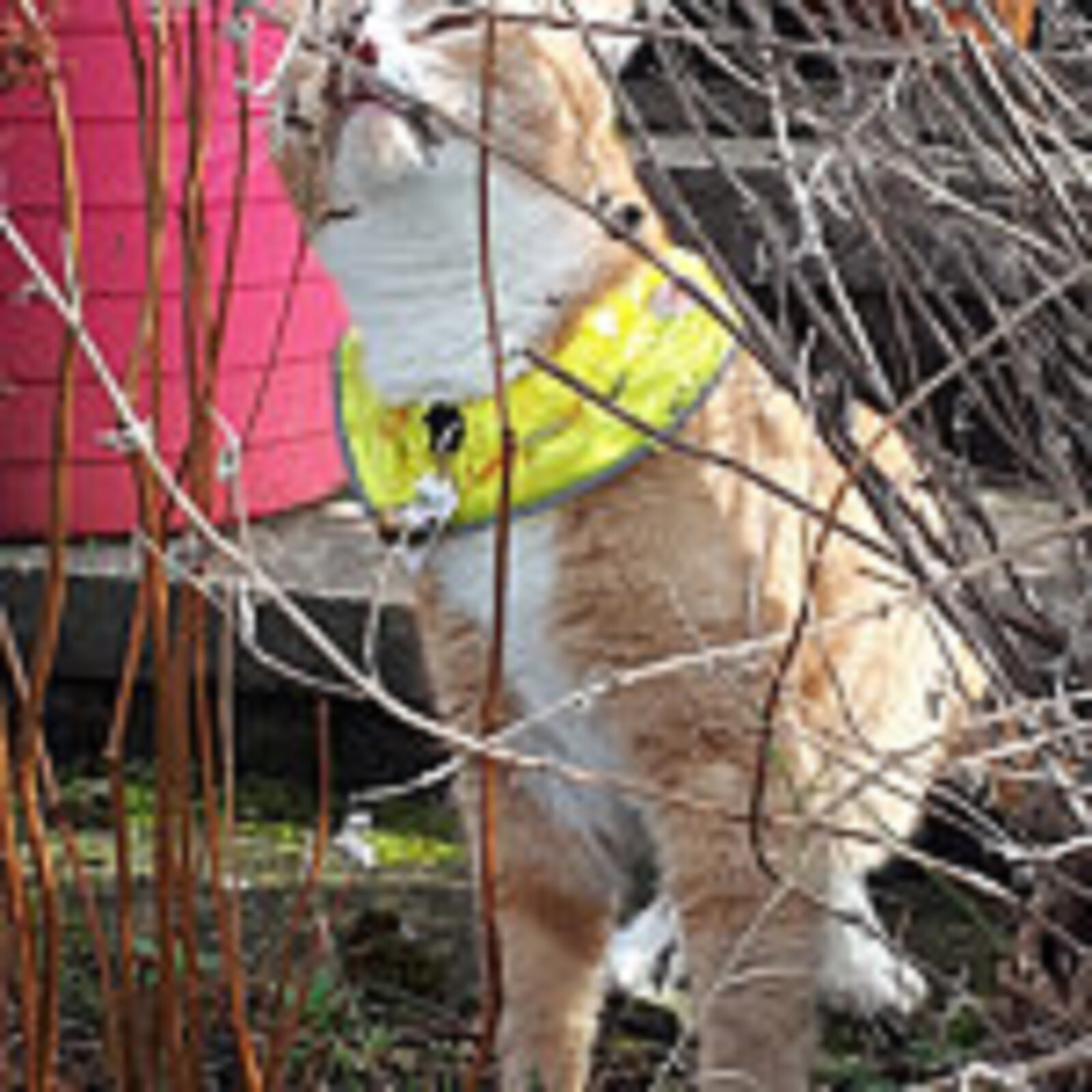 BIRD PROTECTOR Cat collar - WATERPROOF UNIQUE UVR DESIGN -save birds safe 4 cats