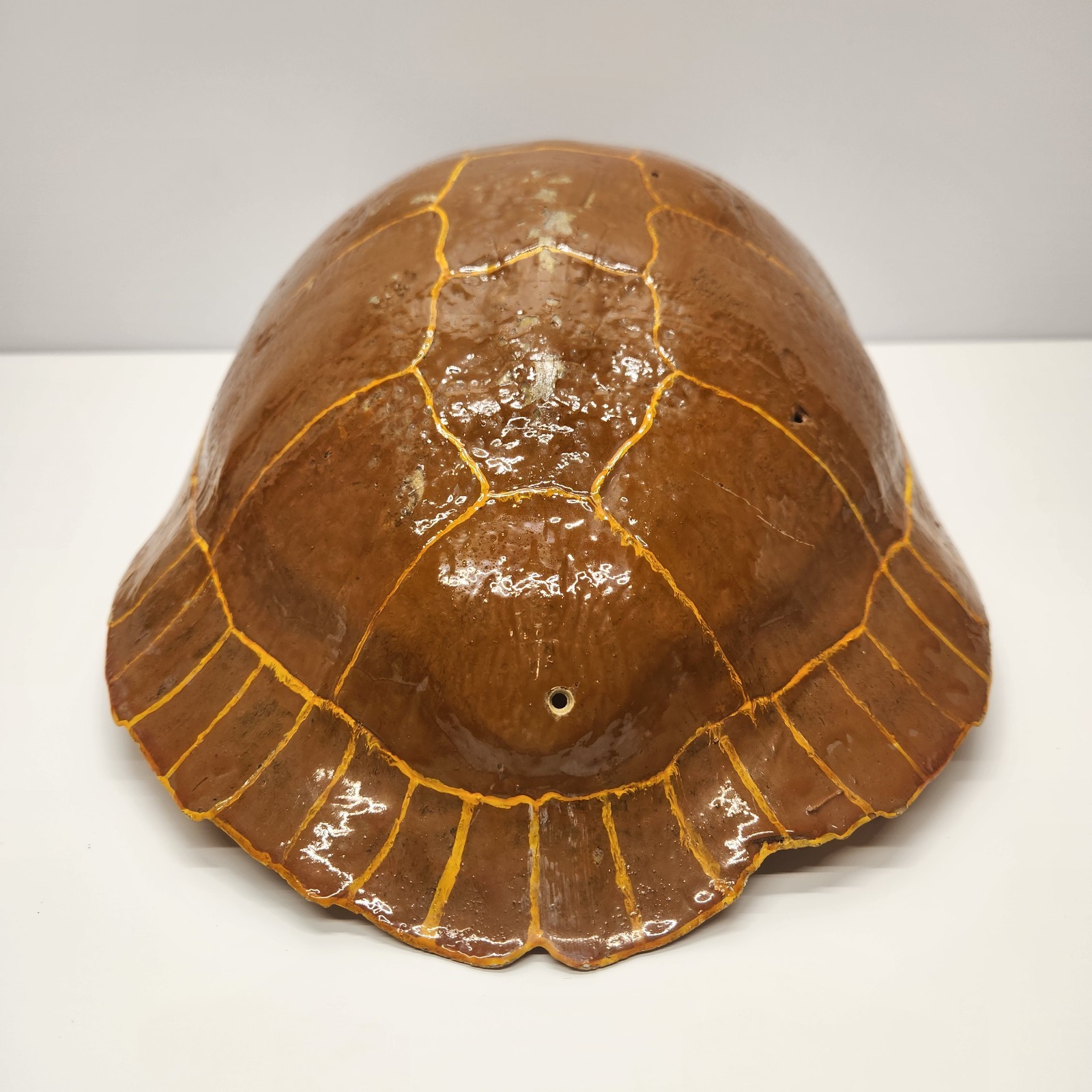 Vintage Real Turtle Shell Carapace 14 x 8" Taxidermy Curio Specimen Painted