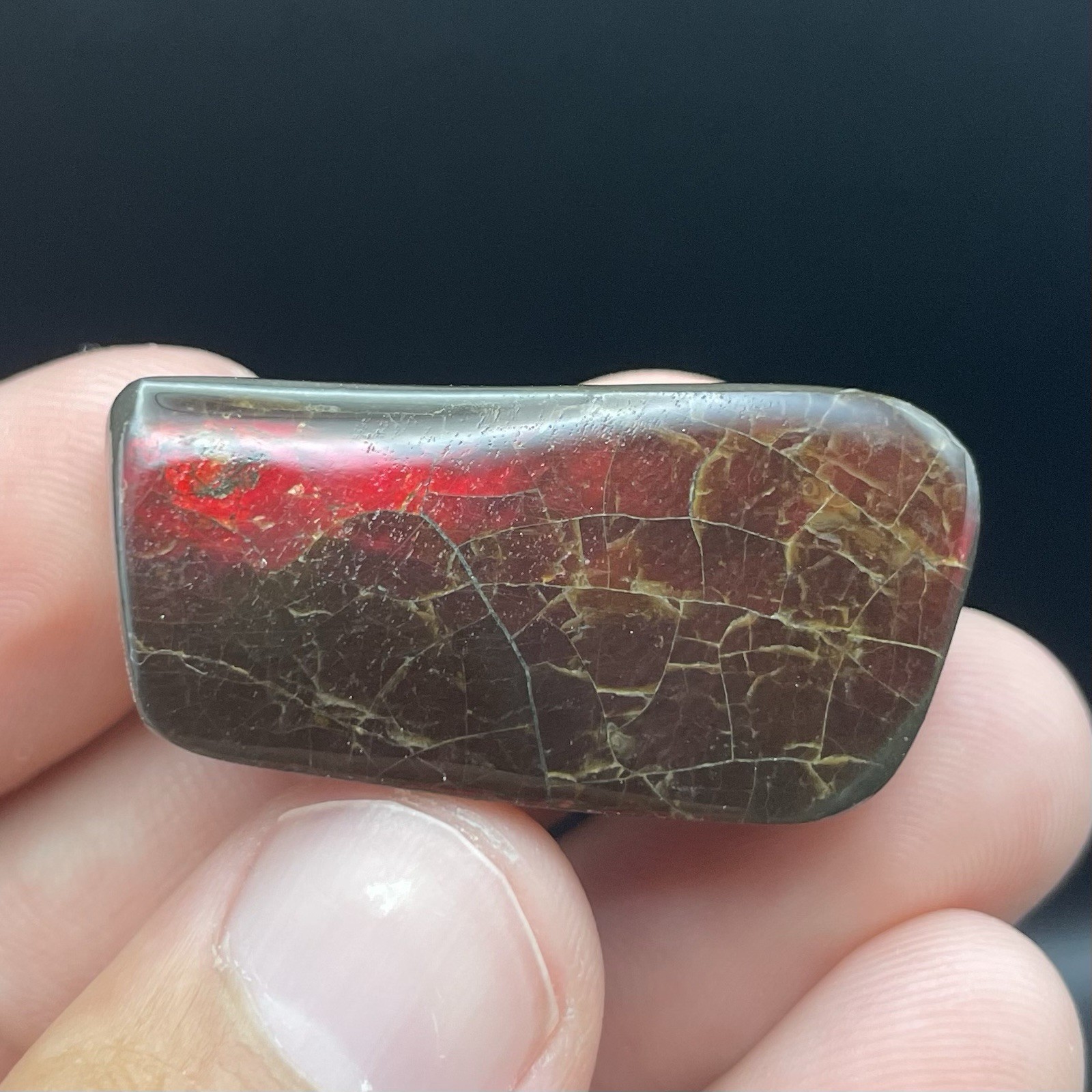 Beautiful Deep Red Ammolite Genuine Canadian Ammonite Fossil