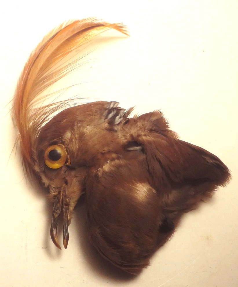 ✅c1860 - VRARE - REAL TAXIDERMY BIRD for HAT or MILLINARY - To Restore FANTASTIC