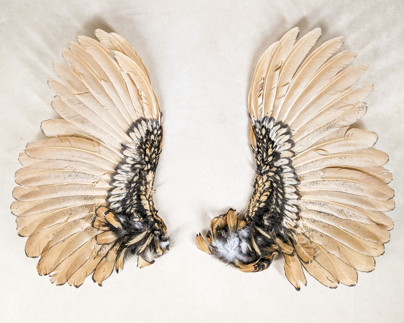 11 " Chicken Wings rooster Crafts Bird Feathers pair Halloween props costume