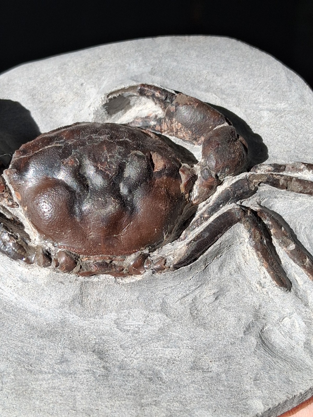 Pulalius Vulgaris Crab Fossil Specimen Washington State