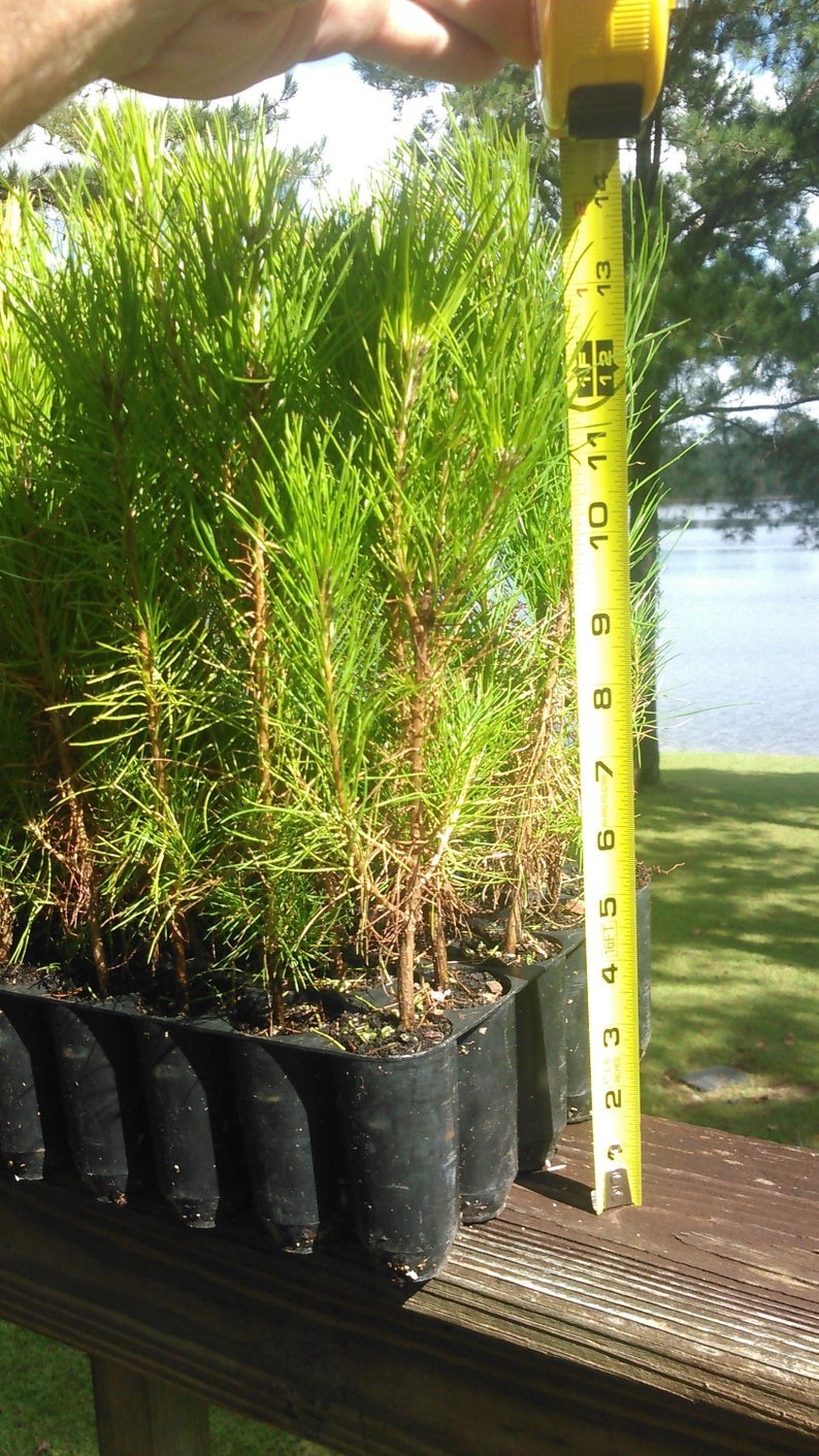 150 Loblolly pine tree containerized seedlings