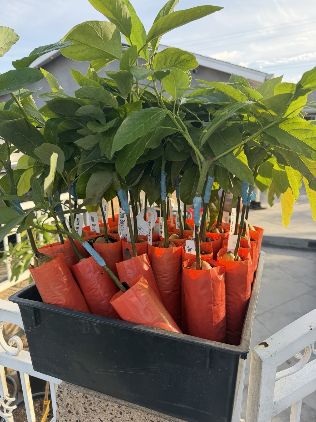 GRAFTED Jan Boyce Avocado Tree