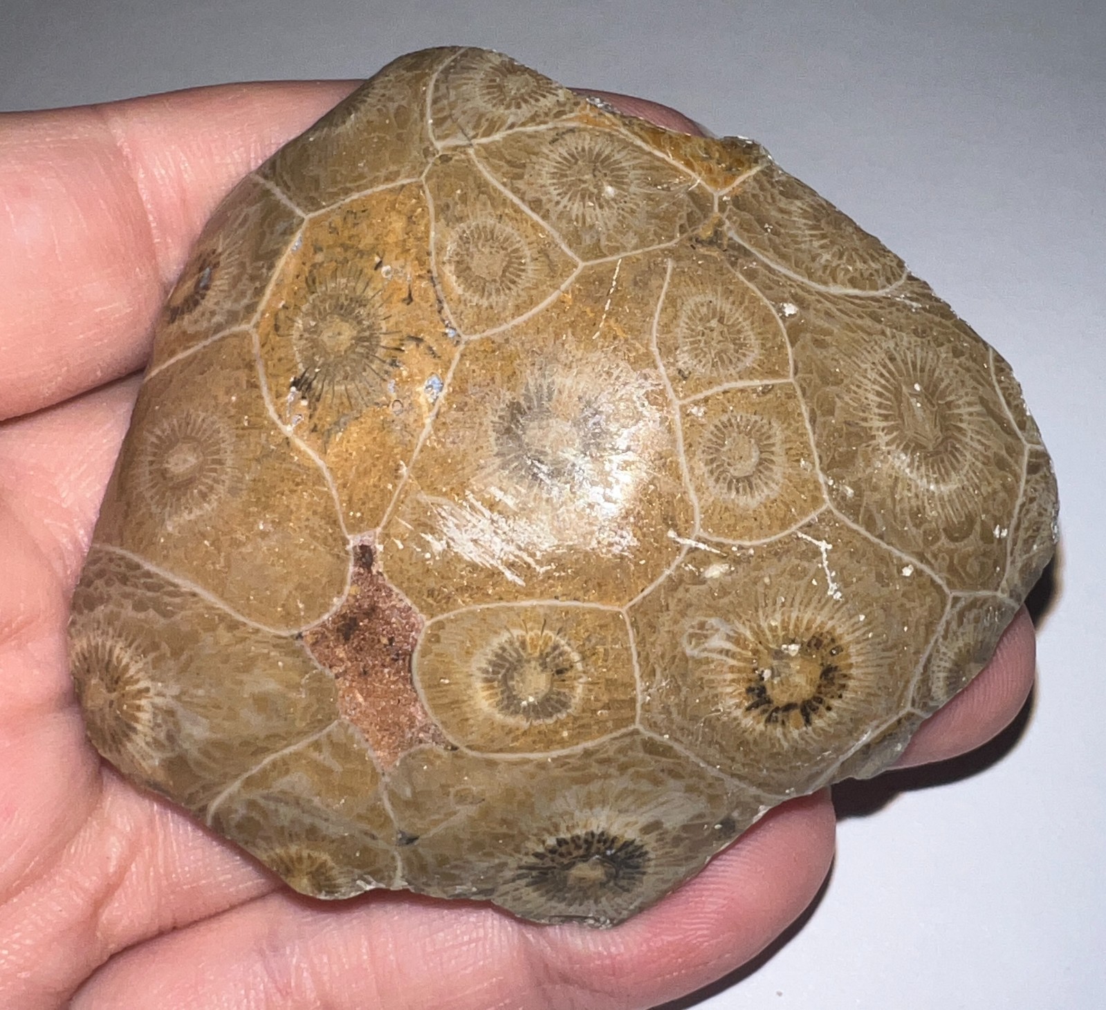 Moroccan Pre Dinosaur Fossil Polished Coral Lot 3 Inches One Per Order