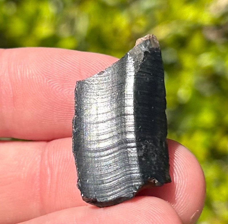 Fossil Giant Armadillo Tooth Holmesina Pleistocene Ice Age Mammal Florida