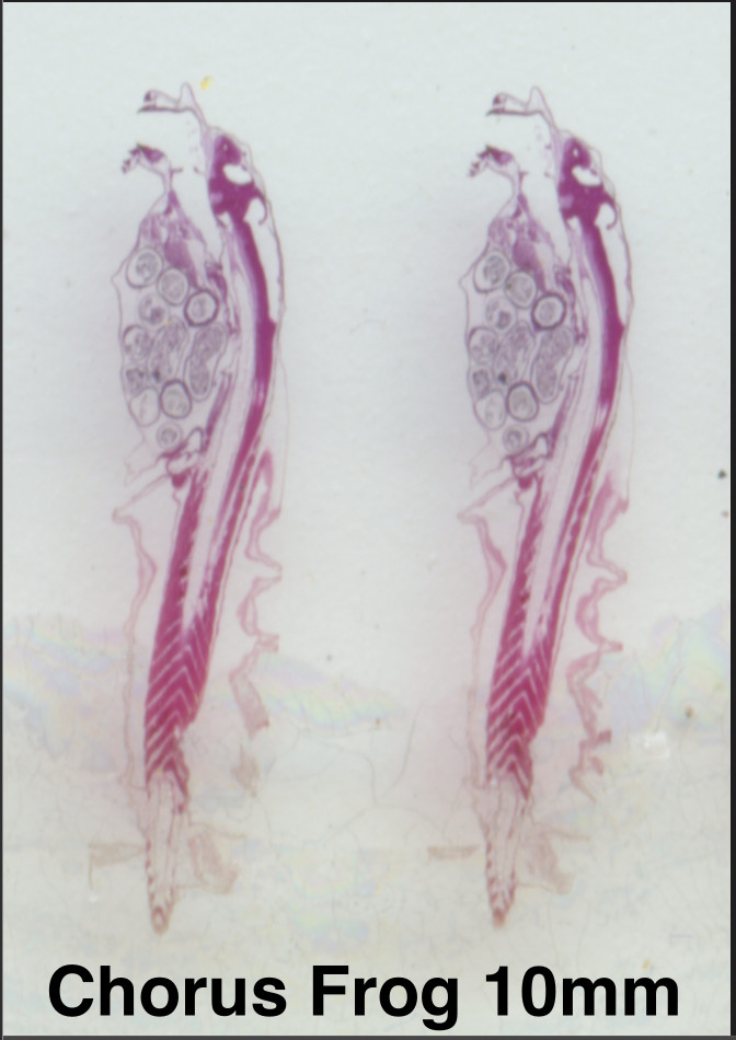 Embryology Microscope Slide Set 25 – aquatic, amphibian, chick, and mammal