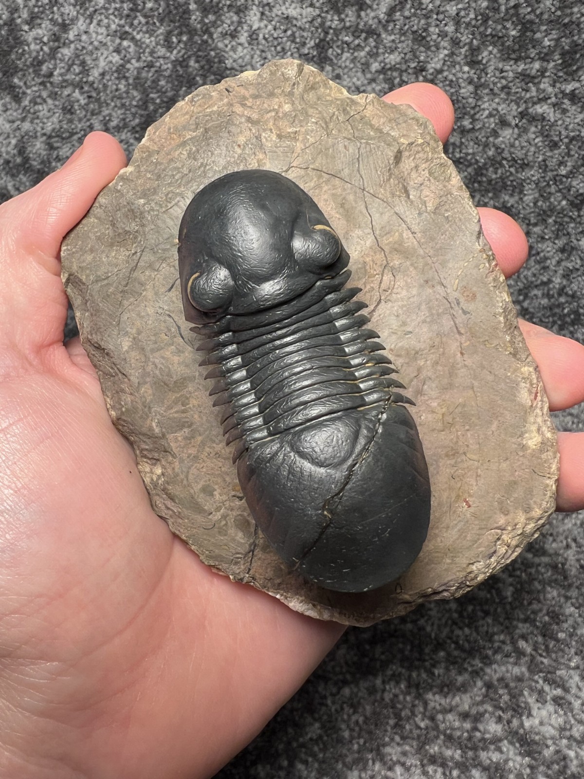 Paralejurus Trilobite Fossil – Flying Preparation with Rare Yellow Eyes