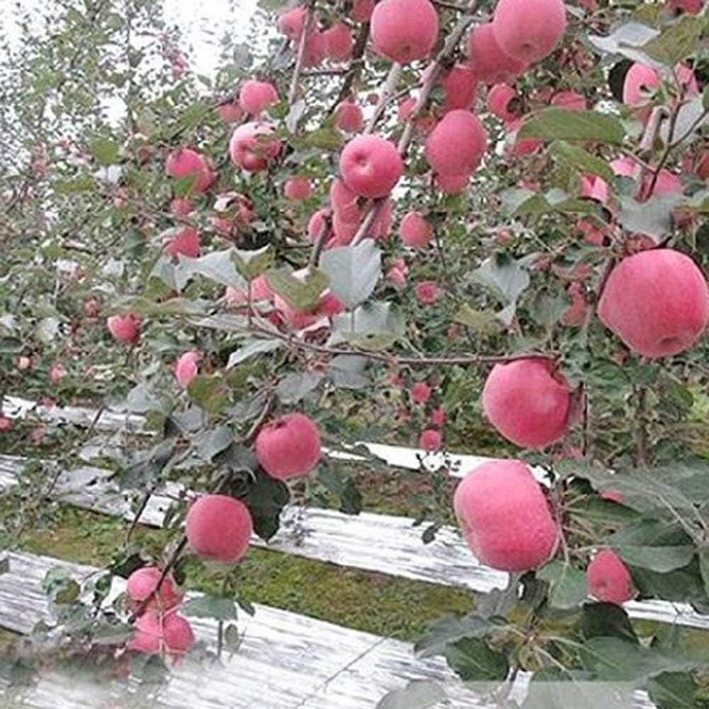 3 or 6 Reflective Mylar Film Garden Greenhouse Covering Foil Sheets for Grow Roo