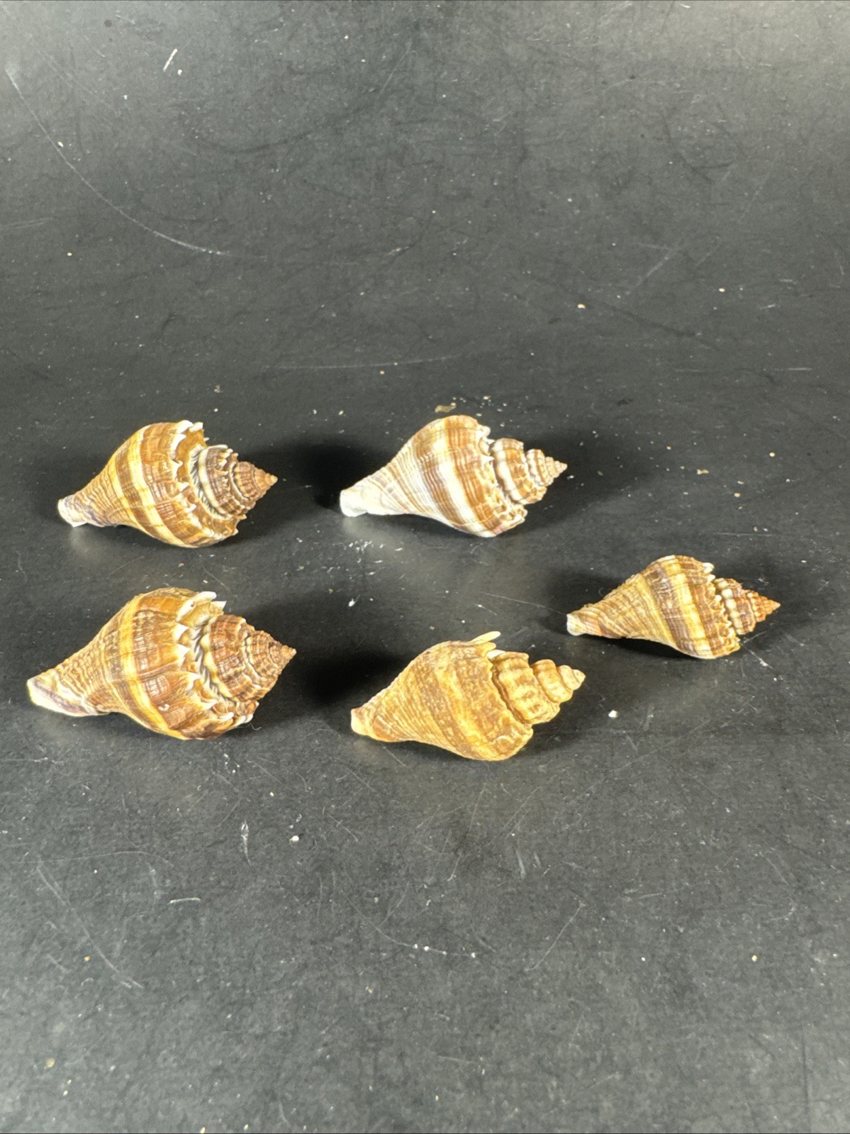 Melongena corona. Collected in Florida Lot Of 5 W/O 36mm To 52mm