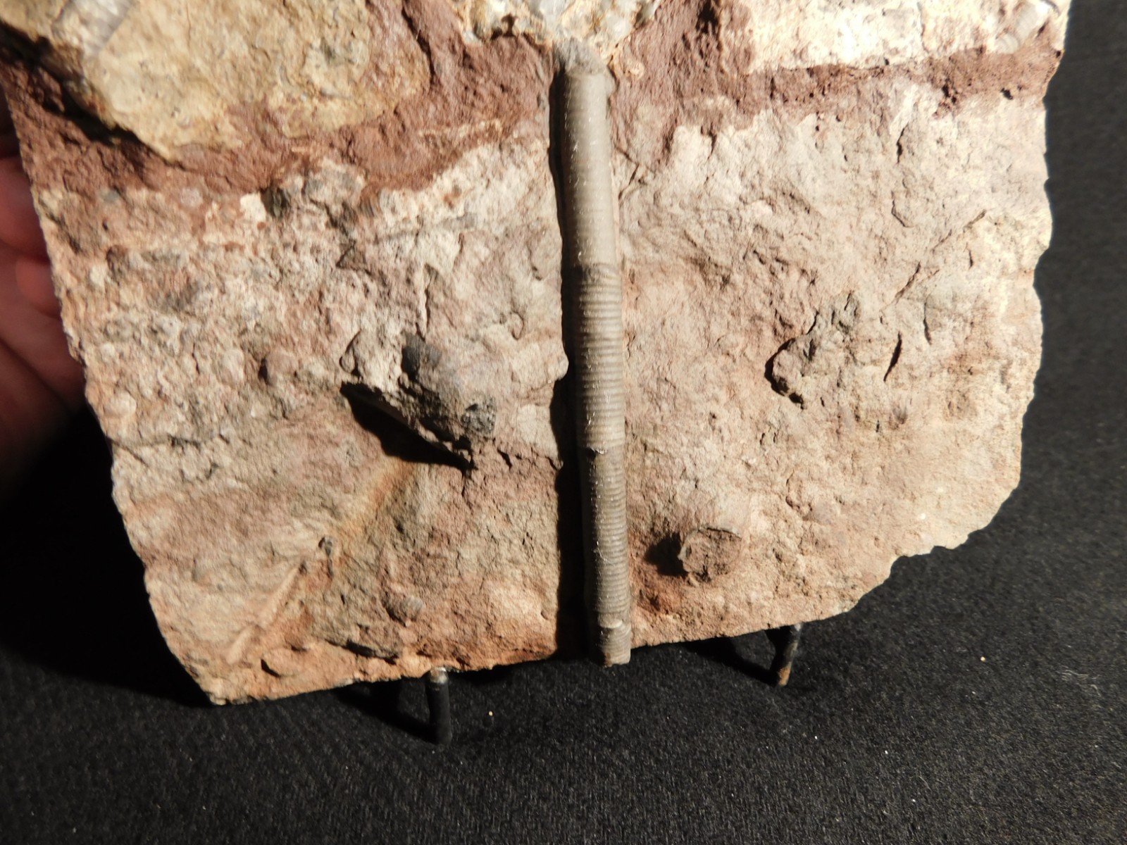 wOw! BIG! 430 Million Year Old! CRINOID Fossil or Sea LILY Fossil Morocco 1144gr