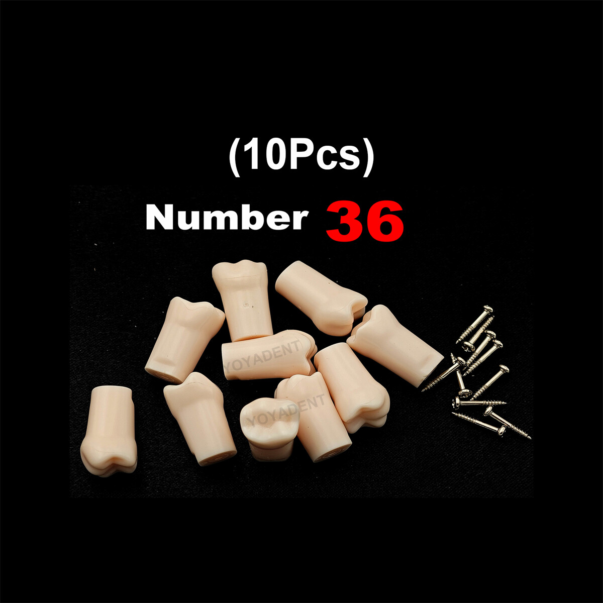 Dental Typodont Teeth Replacement Set of 40 Teeth Kilgore Nissin 500 Fit Screws