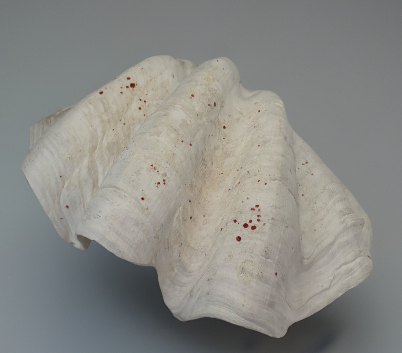 Very Rare 17” Giant Clam Shell Tridacna Gigas 17x 12x 7