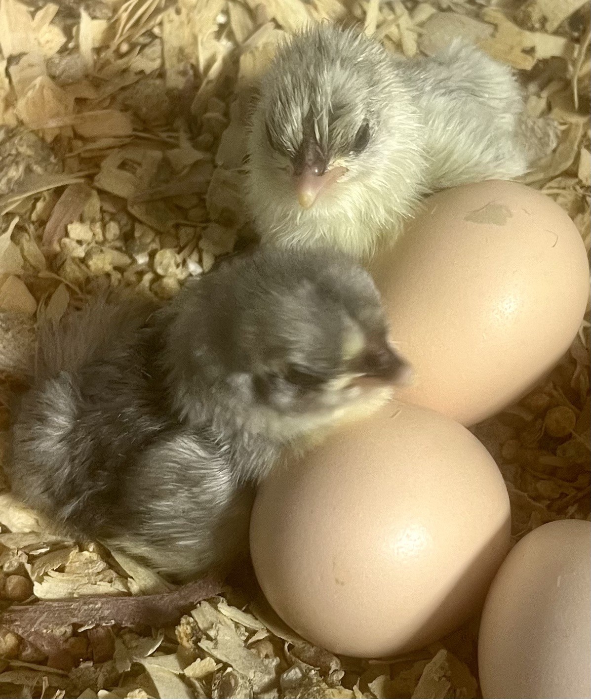 Small/Micro SERAMA Eggs One dozen Eggs