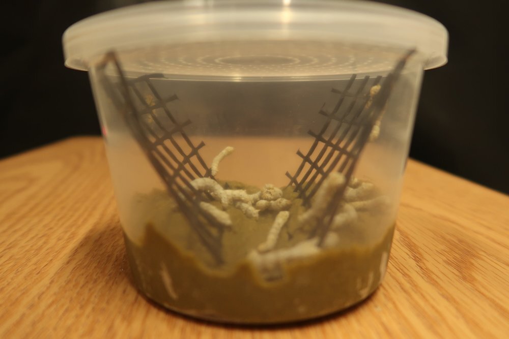 Silkworm Cup w/food