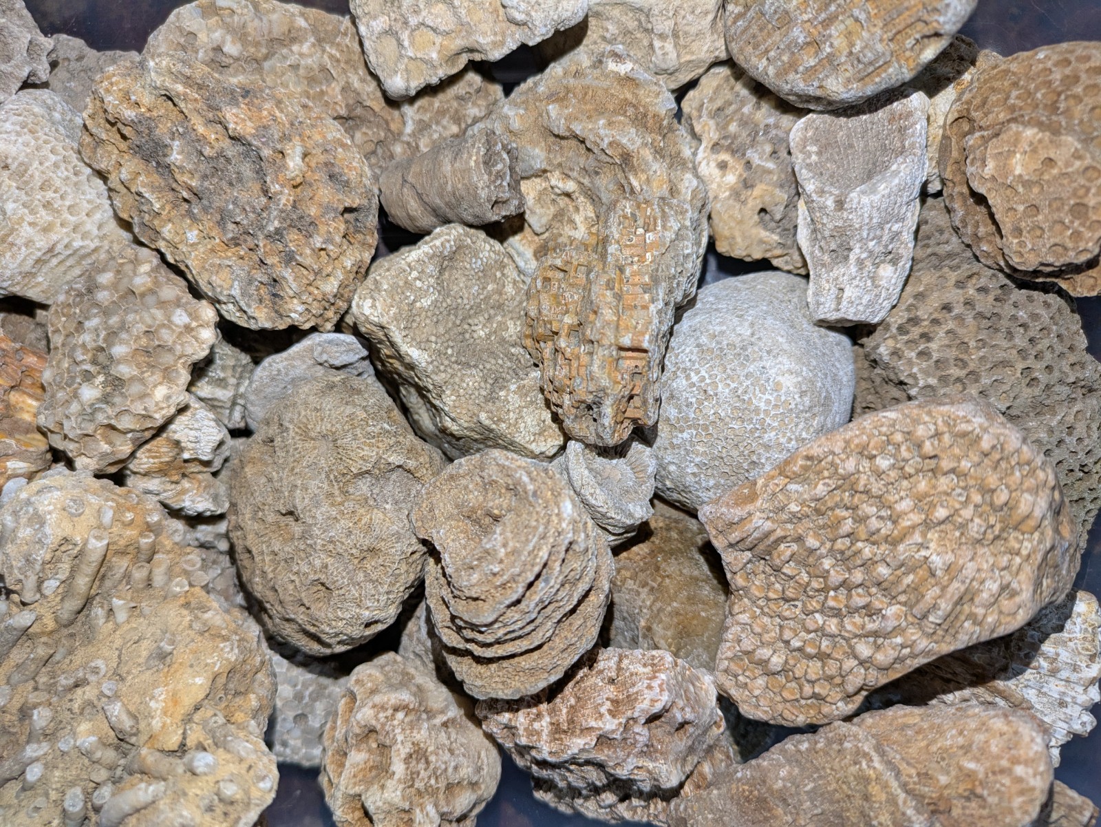 Ancient Marine Fossils 1/2 Lb High Quality Specimens!! Random Assortment