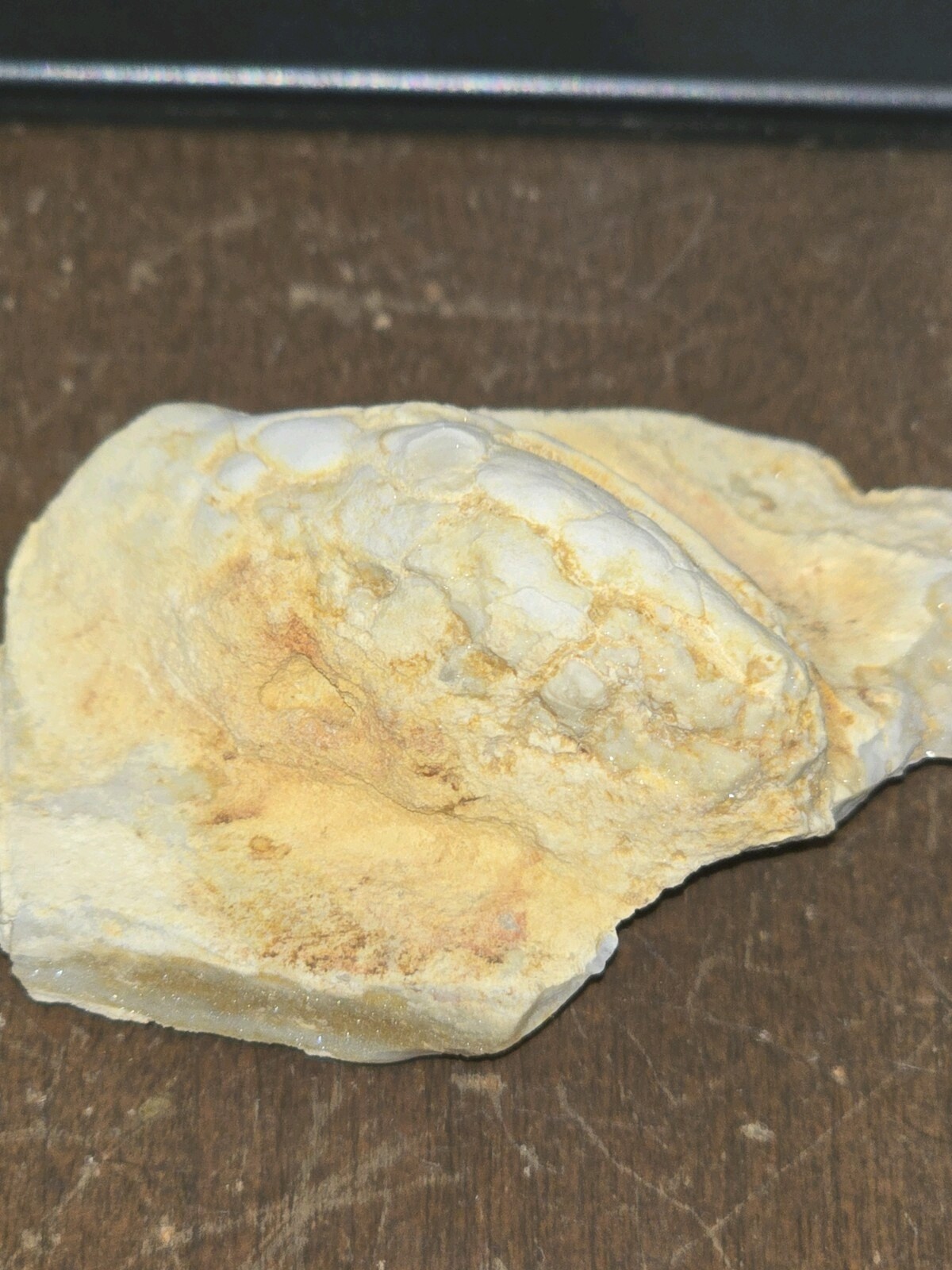 Beautiful Holocystite type Cystoid Fossil! Bring This Baby Home Today!