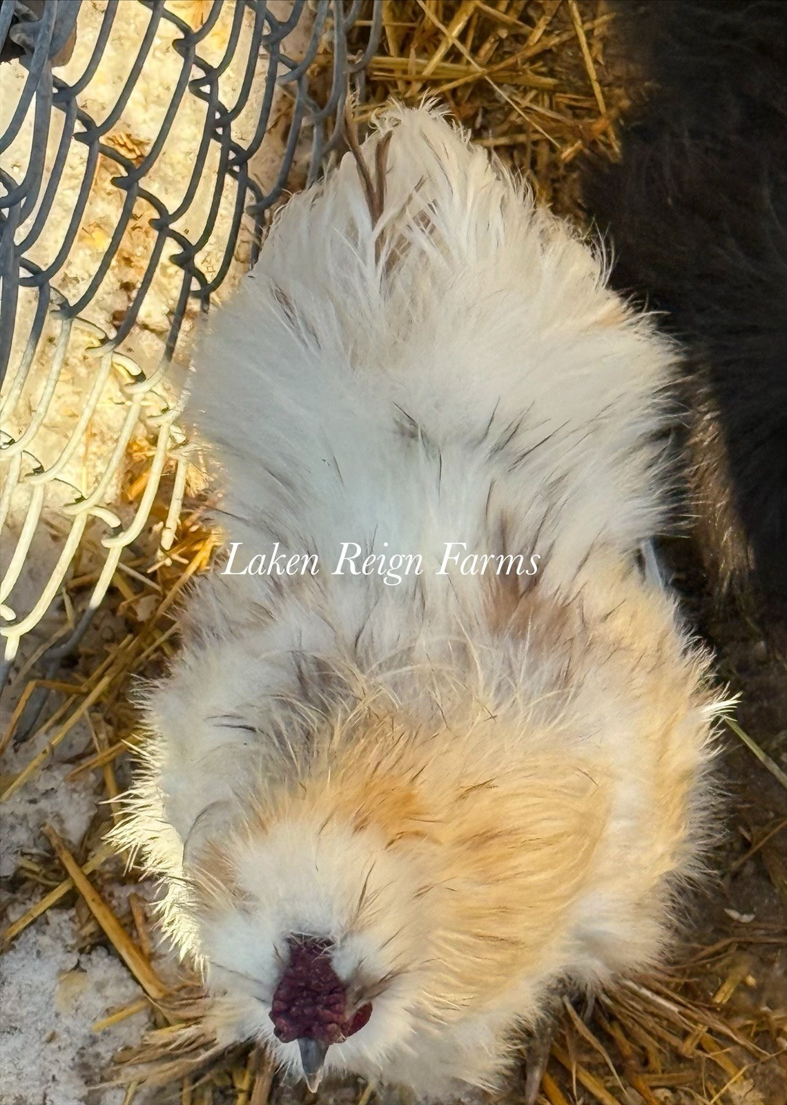 5+1 Silkie Calico Splash/Calico Paint Project Pen Hatching Eggs NPIP/AI