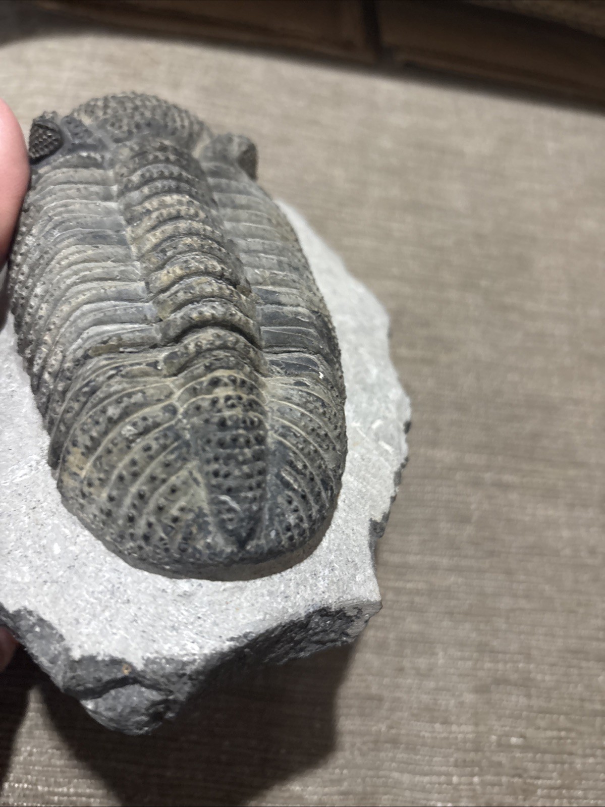 Very Nice 5 1/4 Inches Drotops Laid Out Nice Pretty Piece Devonian